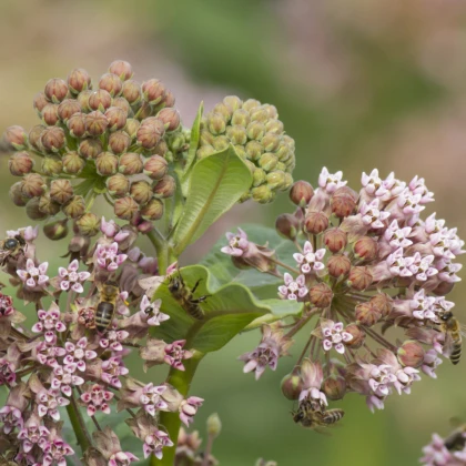 Klejicha hedvábná - Asclepias syriaca - semena klejichy - 20 ks