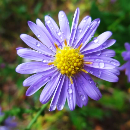 Astra alpínská modrá - Aster alpinus - semena astry - 70 ks
