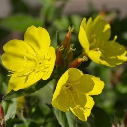 Pupalka dvouletá - Oenothera biennis - semena pupalky - 150 ks