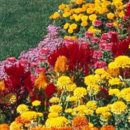 Letničky polovysoké - semena letniček - směs letniček - 0,9 g