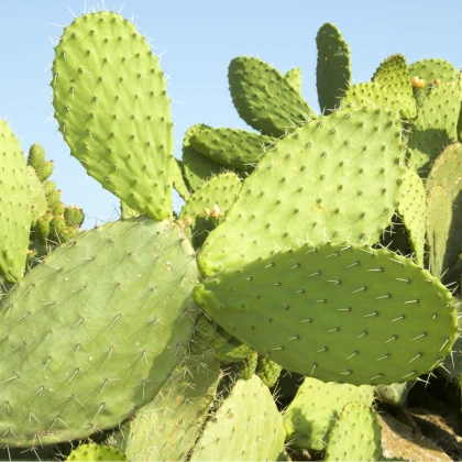 Opuncie - Indiánské fíky - Opuntia ficus-indica - semena opuncie - 7 ks