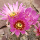 Kaktus - Echinocereus reichenbachii - semena kaktusu - 8 ks