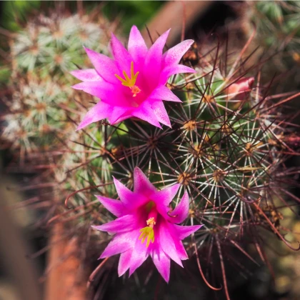 Kaktus Echinocereus mix - prodej semen - 4 ks