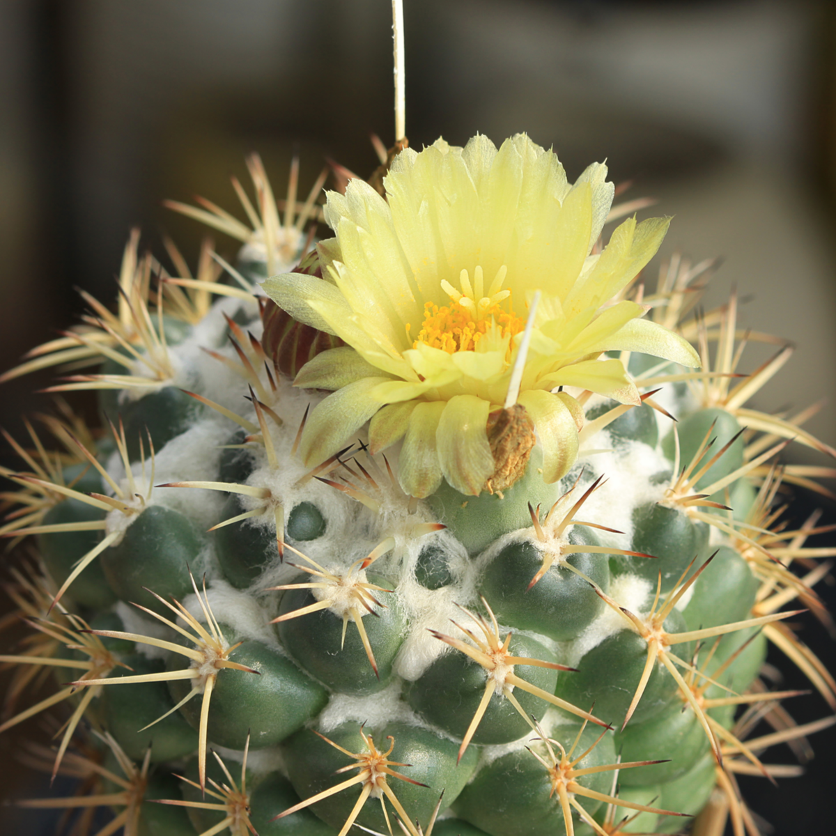Kaktus Coryphantha bergeriana - prodej semen - kvalitní semena - 5 ks