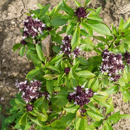 Bazalka pravá Spice - Ocimum basilicum - semena bazalky - 30 ks