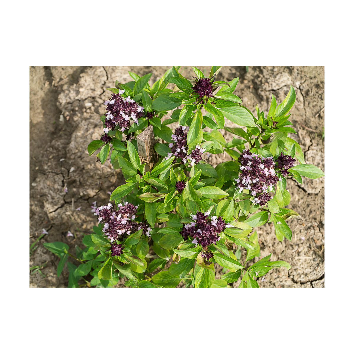 Bazalka pravá Spice - Ocimum basilicum - semena bazalky - 30 ks
