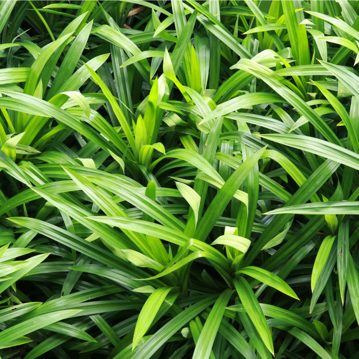 Palmová tráva - Setaria palmifolia - semena palmové trávy - 10 ks