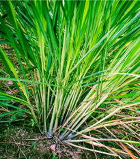 Trawa cytrynowa - Palczatka - Cymbopogon flexuosus - nasiona trawy cytrynowej - 20 szt.
