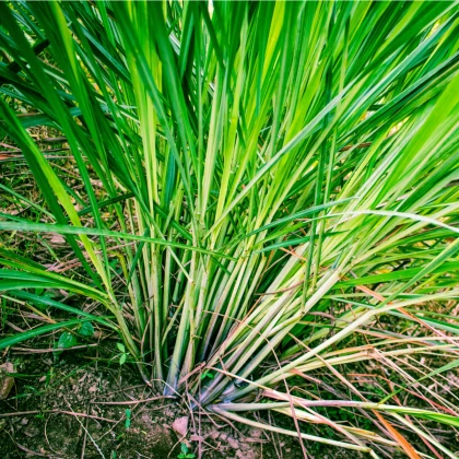 Trawa cytrynowa - Palczatka - Cymbopogon flexuosus - nasiona trawy cytrynowej - 20 szt.