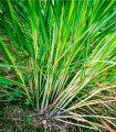 Trawa cytrynowa - Palczatka - Cymbopogon flexuosus - nasiona trawy cytrynowej - 20 szt.