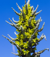 Puja - Puya chilensis - nasiona puyi - 20 szt.