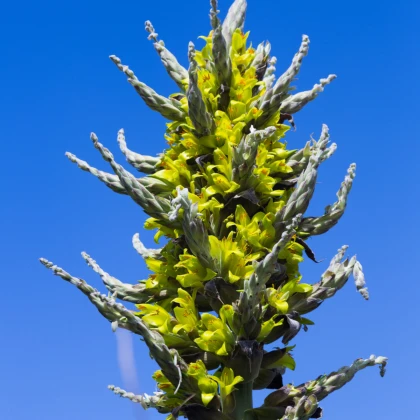 Puja - Puya chilensis - nasiona puyi - 20 szt.