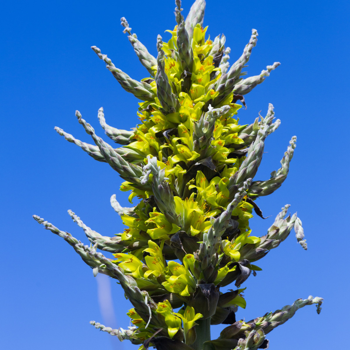 Puja - Puya chilensis - nasiona puyi - 20 szt.