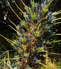 Puja - Puya Venusta - nasiona puyi - 20 szt.