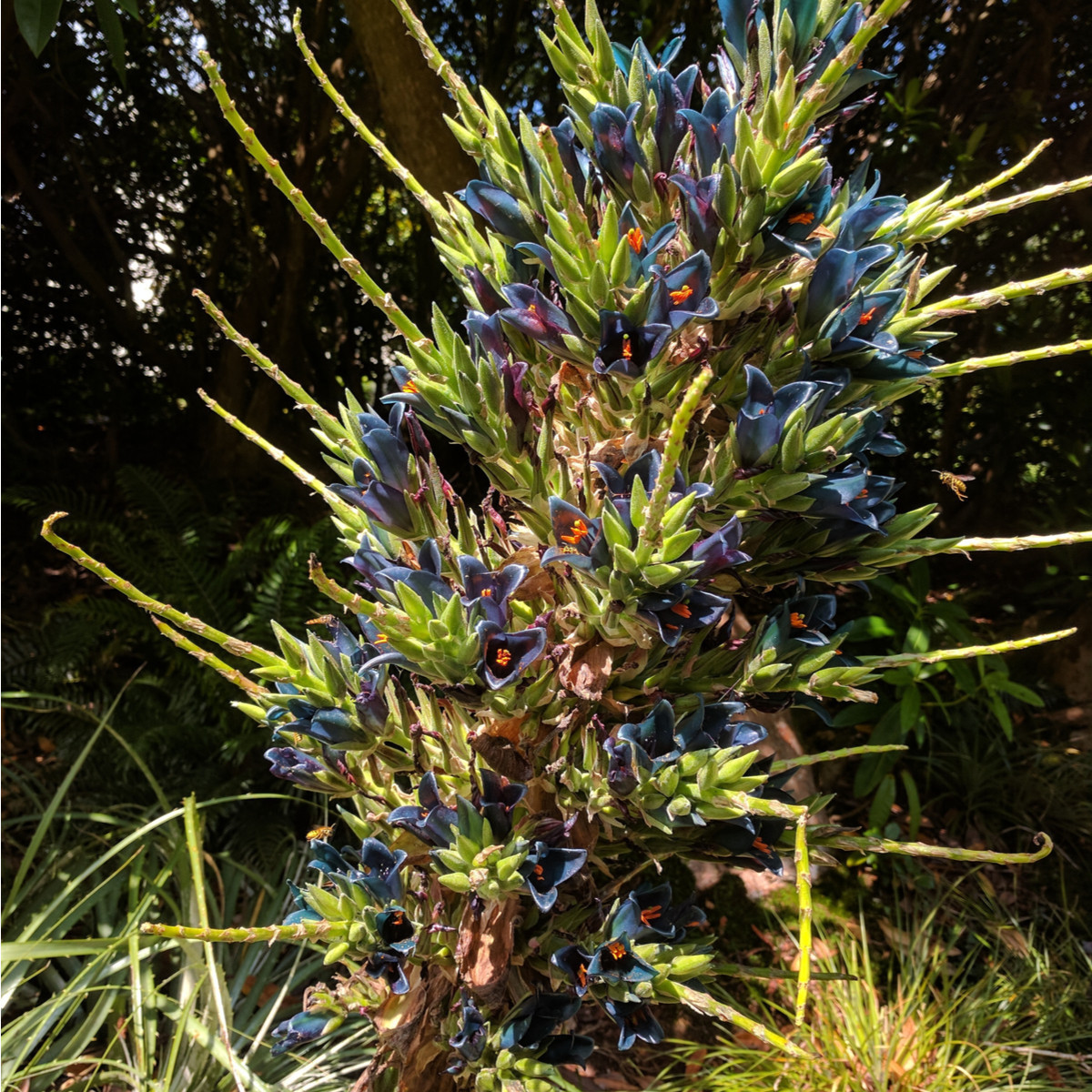 Puja - Puya Venusta - nasiona puyi - 20 szt.