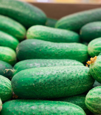 Okurka nakládačka Othello F1 - Cucumis sativus - semena okurky - 25 ks