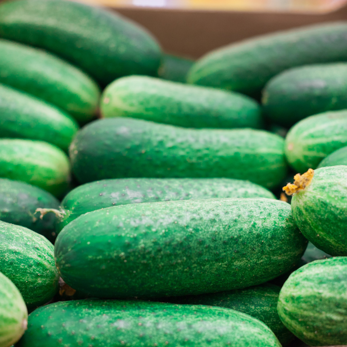 Okurka nakládačka Othello F1 - Cucumis sativus - semena okurky - 25 ks