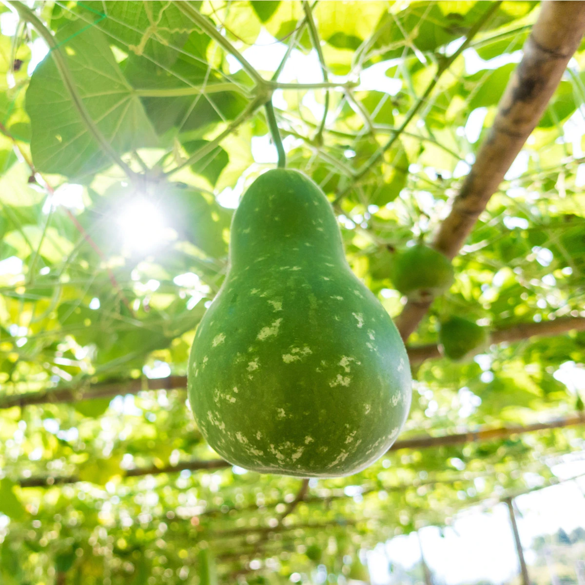 Okurka indická Permaroma F1 - Lagenaria siceraria - semena okurky - 6 ks