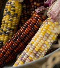 Kukurydza ozdobna Multicolor Amero Mix - Zea mays - nasiona kukurydzy - 15 szt.
