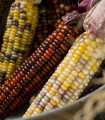 Kukurydza ozdobna Multicolor Amero Mix - Zea mays - nasiona kukurydzy - 15 szt.