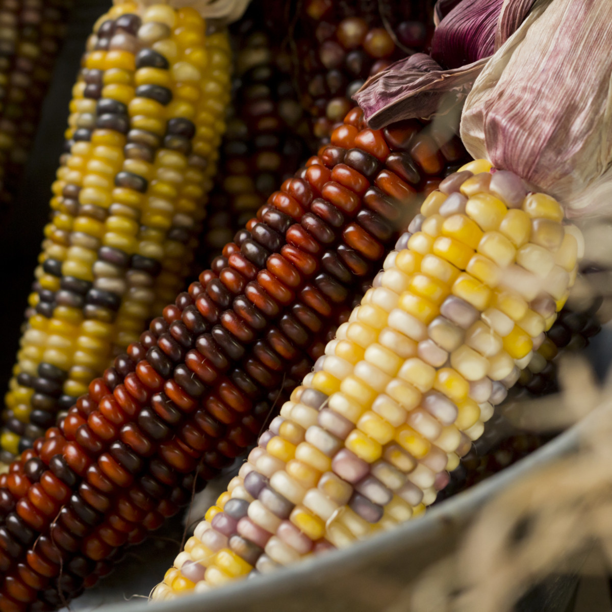 Kukurydza ozdobna Multicolor Amero Mix - Zea mays - nasiona kukurydzy - 15 szt.