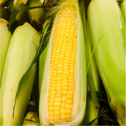 Kukuřice cukrová Golden Bantam - Zea Mays - semena kukuřice - 16 ks