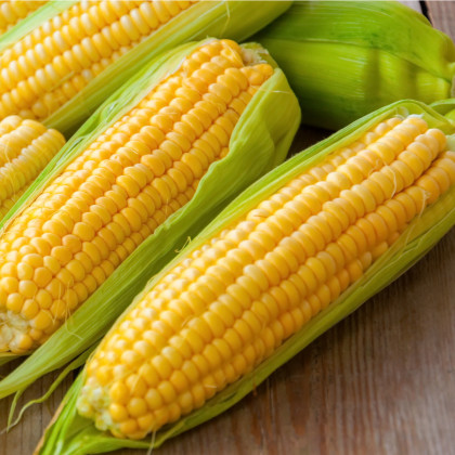 Kukuřice Andrea F1 - Zea mays - semena kukuřice - 16 ks