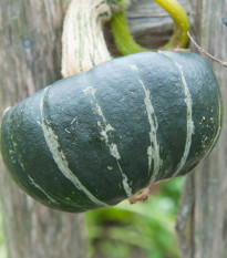 Tykev velkoplodá Buttercup Burgess - Cucurbita maxima - semena tykve - 5 ks