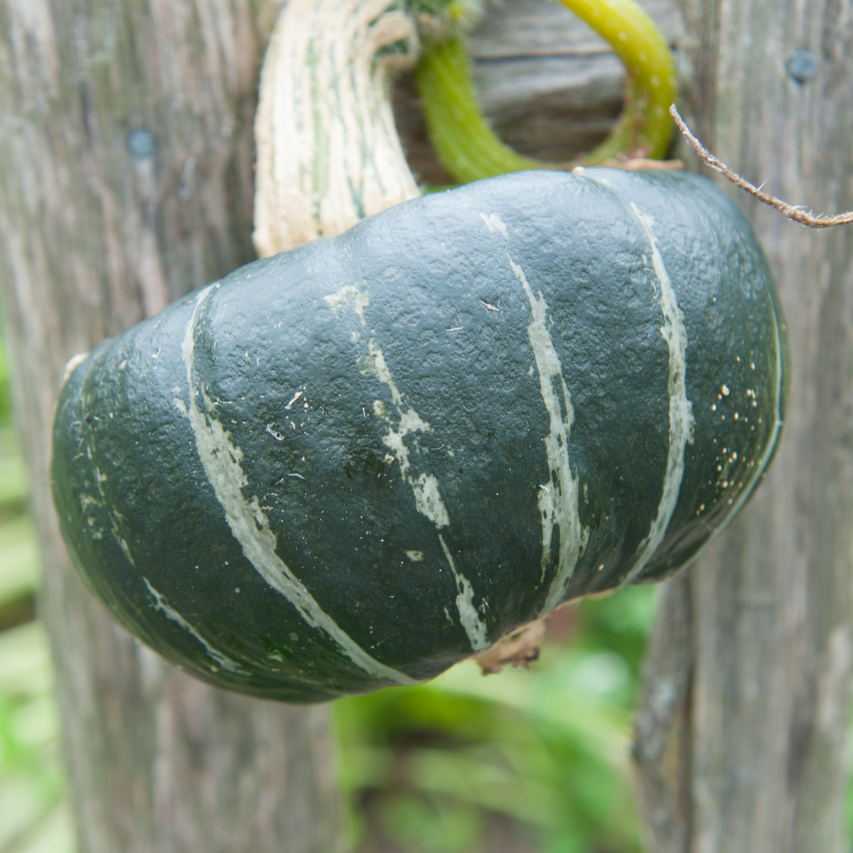 Tykev velkoplodá Buttercup Burgess - Cucurbita maxima - semena tykve - 5 ks