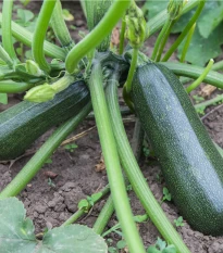 Cuketa Diamant F1 - Cucurbita pepo - semena cukety - 8 ks