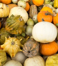 Tykvičky okrasné - Cucurbita pepo - semena tykve - 20 ks