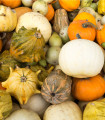 Tykvičky okrasné - Cucurbita pepo - semena tykve - 20 ks