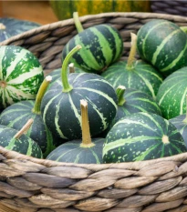 Tykev Piccolo F1 - Cucurbita pepo - semena tykve - 5 ks