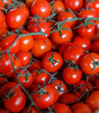 Rajče Cherolla F1 - Solanum lycopersicum - semena rajčete - 5 ks