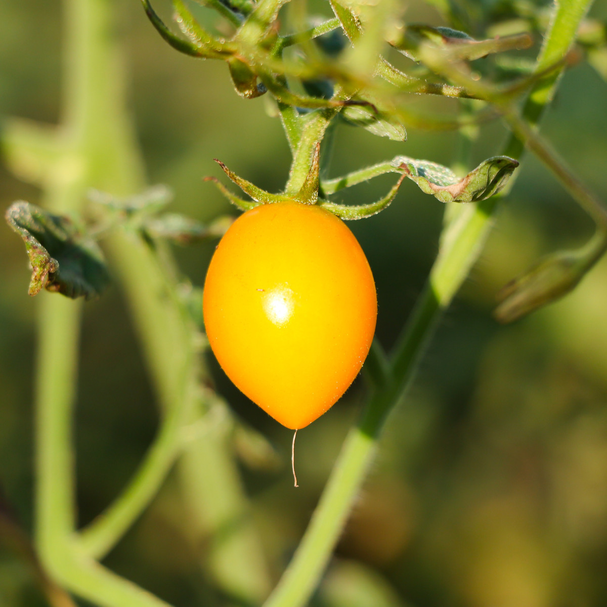 Rajče Lemon Plum - Solanum lycopersicum - semena rajčete - 6 ks