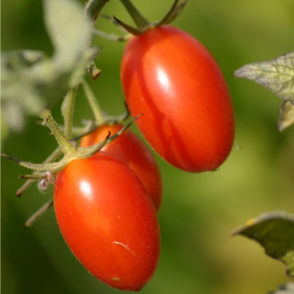 Rajče Roma - Solanum lycopersicum - nasiona pomidora - 35 szt.