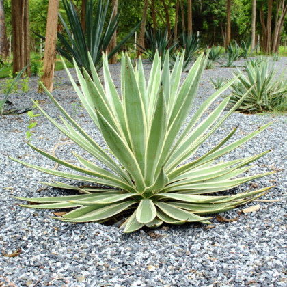 Agáve kalifornské - Agave deserti - semena agáve - 9 ks