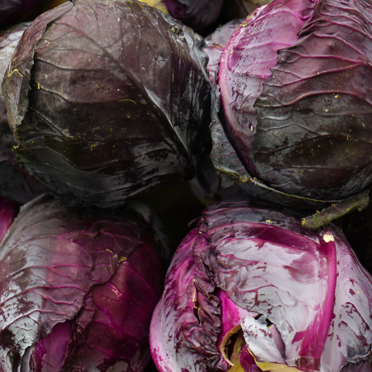 Zelí hlávkové červené Cabeza negra 2 - Brassica oleracea - semena zelí - 200 ks