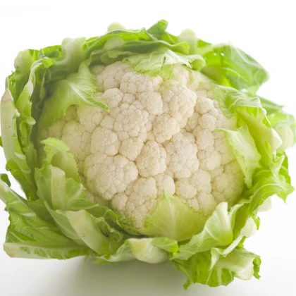 Květák raný Erfurter Zwerg - Brassica oleracea var. botrytis - semena květáku - 120 ks