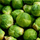 Kapusta růžičková Dolores F1 - Brassica oleracea var. gemmifera - semena kapusty - 40 ks