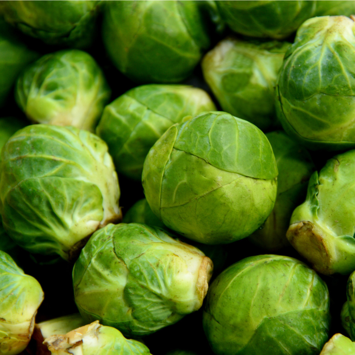 Kapusta růžičková Dolores F1 - Brassica oleracea var. gemmifera - semena kapusty - 40 ks