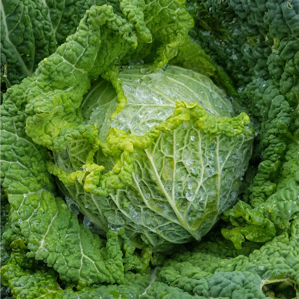 Kapusta hlávková k rychlení Raketa - Brassica oleracea var. sabauda - semena kapusty - 250 ks