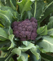 Brokolice raná fialová Rudolph - Brassica oleracea - semena - 0,9 gr