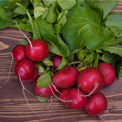 Ředkvička Topsi - Raphanus sativus - semena ředkvičky - 100 ks