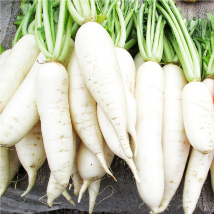 Ředkvička Rampouch - Raphanus sativus - semena ředkvičky - 100 ks