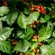 Kávovník arabský - Coffea arabica - semena kávovníku - 5 ks