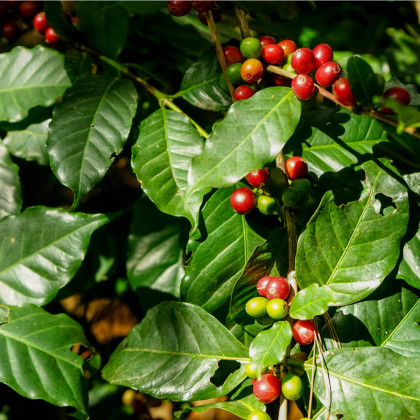 Kávovník arabský - Coffea arabica - semena kávovníku - 5 ks