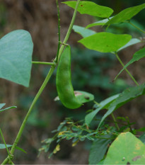 BIO Hrách setý Karina - Pisum sativum - bio semena hrachu - 75 ks