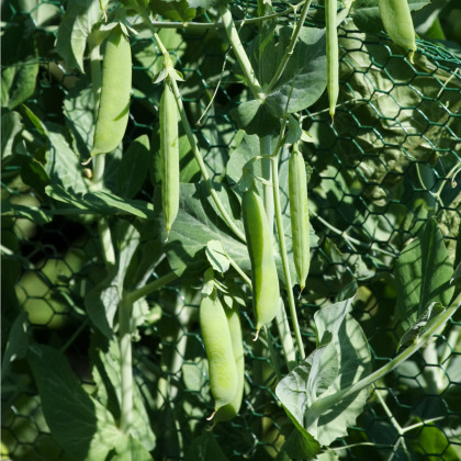 Hrách cukrový Norli - Pisum sativum - semena hrachu - 60 ks