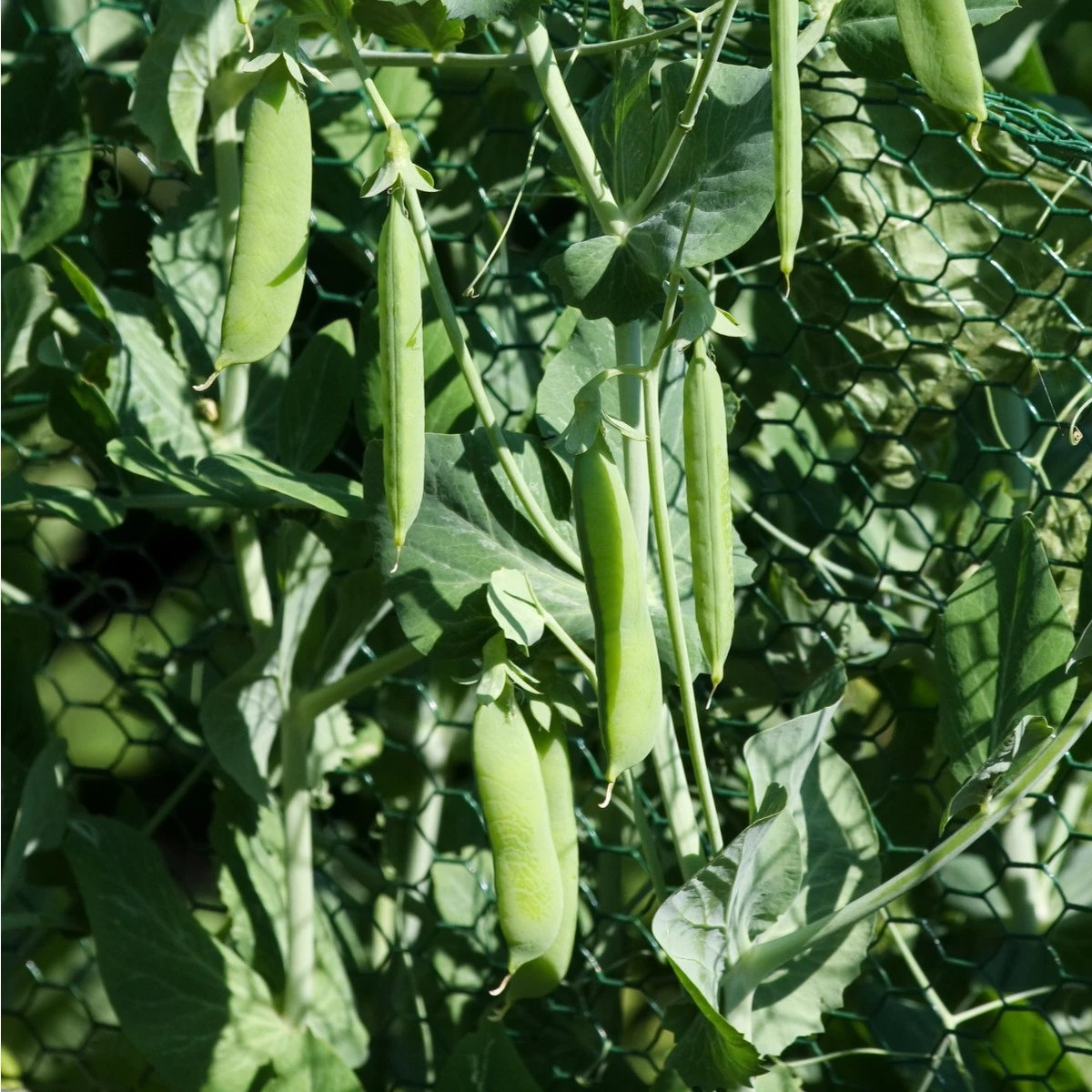 Hrách cukrový Norli - Pisum sativum - semena hrachu - 60 ks